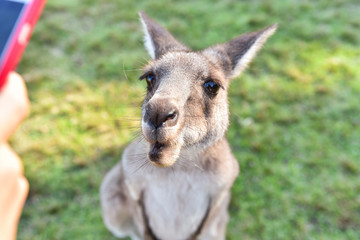 Kangarros in wild nature