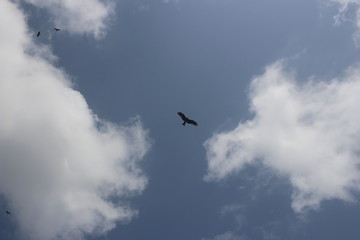 eagle mumbai