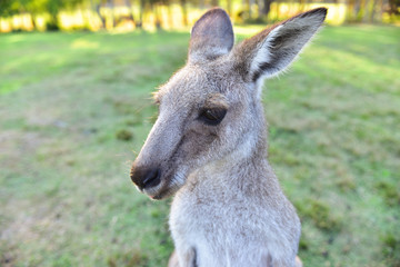 Kangarros in wild nature