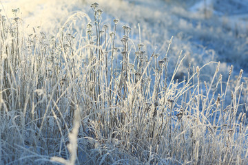 Fototapeta premium Fresh snow winter background in nature
