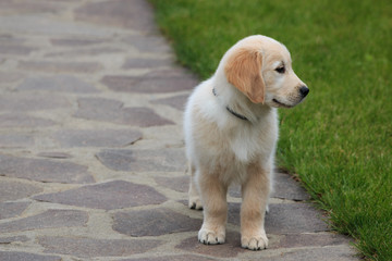 cucciolo di Golden Retriever