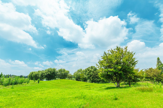 green grass under the blue sky