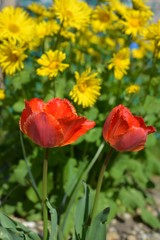 May flowers, tulips.