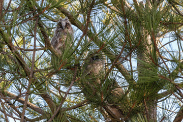 Búhos Chicos jóvenes ocultos en las ramas de un pino. Asio otus.