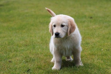 cucciolo di Golden Retriever