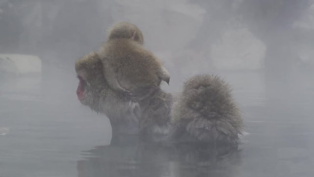The Japanese Macaque (Snow) Monkeys enjoying a bath in the Onsen of Jigokudani Yaenkoen 