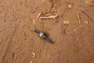 golden snail