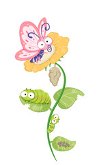 Butterfly Life Cycle