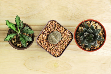 Top view of various of succulent pots ,haworthia ,lithop and euphorbia