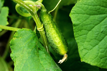 Shrub with green cucumber.