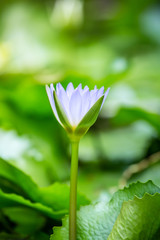 Lotus flower and green background