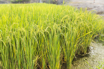 rice plant