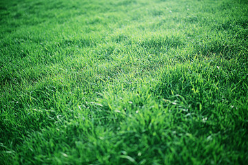 Background texture of fresh spring green grass
