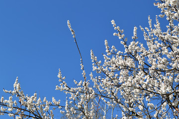 Blossoming tree against the blue sky