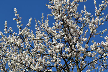 Blossoming tree against the blue sky