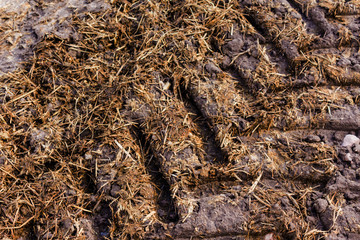 Track tractor  wheels. Fertilizer from cow manure and straw. Fertilizer introduced on the field in early spring. Podlasie , Poland .