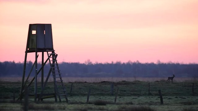 Rehwild mit Hochsitz bei Sonnenaufgang, Moor