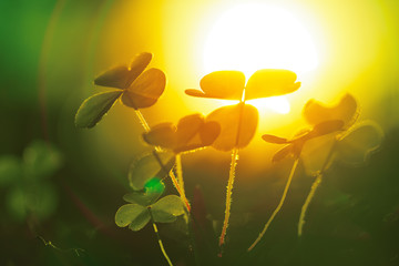 Clover leaf against sunset sun © logoboom