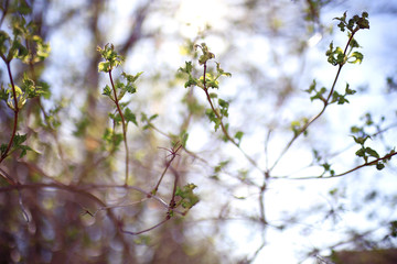 young green leaves spring background