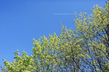 buds and leaves on a tree branch spring background
