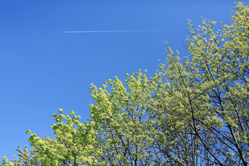 young green leaves spring background