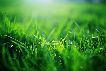Background texture of fresh spring green grass