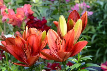 Blumen 771 © K.-U. Häßler