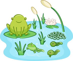 Frog Life Cycle Infancy to Adult