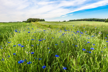 Fototapeta na wymiar Blue cornflower field, summer flowers in grass, landscape