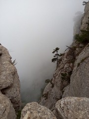 сосна растет среди камней