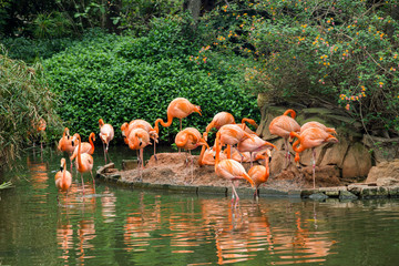 Flamingo on pond at  zoo