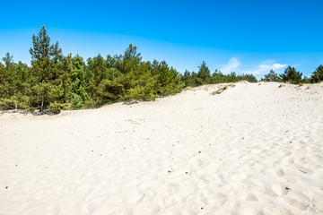 Beautiful sea dunes, white sand and pine forest in the summer, landscape