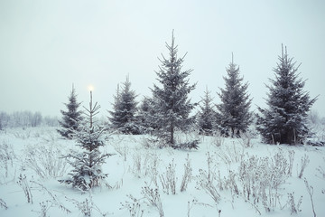 Christmas landscape with young fir trees and snow in a field