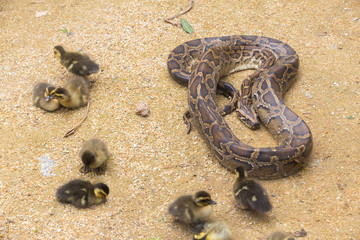 Ducklings and snake