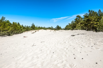 Beautiful sea dunes, white sand and pine forest in the summer, landscape