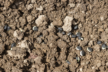 Spring planting of decorative beans