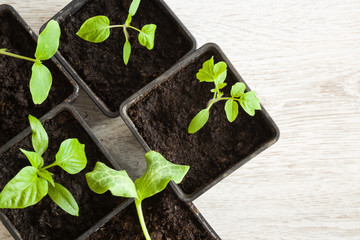 Different plants evolve in ground in the pots. Tomato, cucumber, paprika and pumpkin plants. In early spring preparations for the garden season.