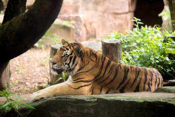 tiger lies on  rock