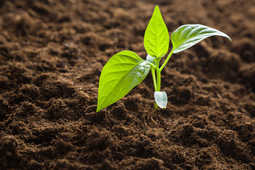 Paprika plant evolve in the ground. Early spring preparations for the garden season.