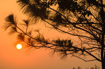 background, beautiful, beauty, blossom, 