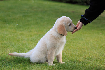 cucciolo di Golden Retriever