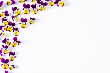 Pansy flowers, summer wildflowers on white background, overhead