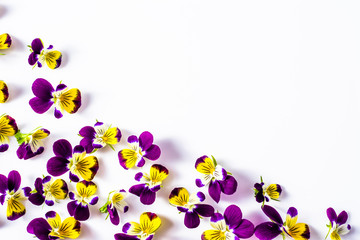 Pansy flowers, summer wildflowers on white background, overhead