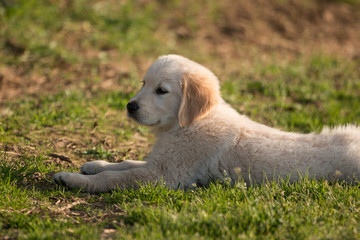 cucciolo di Golden Retriever