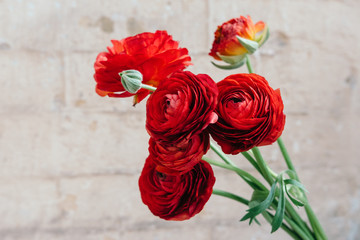 Red ranunculus flowers with free space for text or advertising