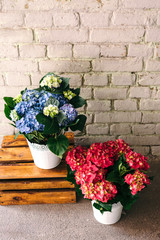 Beautiful hydrangea flowers in pot. Blue and red flowers against brick wall with copy space for text or advertising