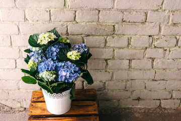 Beautiful hydrangea flowers in pot. Blue flowers against brick wall with copy space for text or advertising