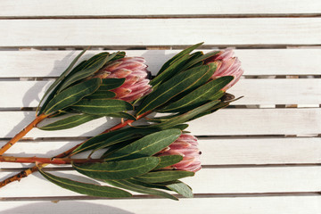 Protea flowers on white wooden background...Floral frame with protea flowers