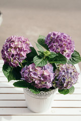 Beautiful purple hydrangea flowers in pot