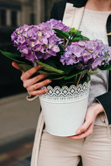 Beautiful purple hydrangea flowers in hands. Flower delivery concept